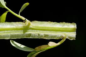 Image result for Sphenoclea