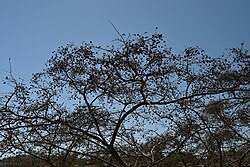 Image result for Blepharispermum pubescens