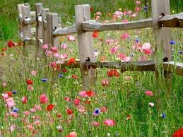Pin By Shauna Moser On Zoom Backgrounds In 2020 Beautiful Gardens Meadow Flowers Garden Inspiration