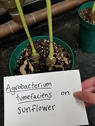 Image result for Rhizobium radiobacter, syn. Agrobacterium tumefaciens