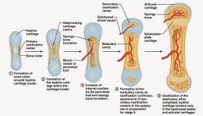 The long bones are those that are longer than they are wide. Pdf Prediction Of The Strength Of Human Long Bone Using Ct Based Finite Element Method Semantic Scholar