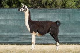 Black Mountain Pack Llamas