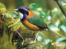 Image Of The Month Rockjumper Birding Tours Worldwide Birding Adventures Birdwatching Vacations Holidays Bird Tour Companies O Bird Photo Wild Birds Bird