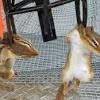 Do chipmunks dig holes in lawns? 1