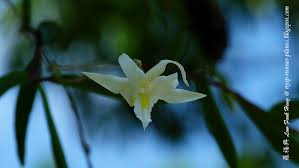 Image result for Ancistrorhynchus tenuicaulis