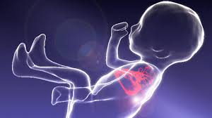 Las Impresionantes Imagenes De Un Feto Moviendose En El Vientre De Su Madre Que Permiten Diagnosticar Mejor Las Cardiopatias Bbc News Mundo