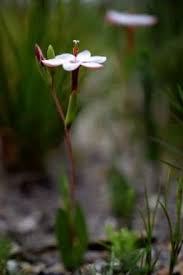 Image result for Zygotritonia atropurpurea