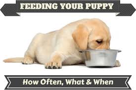 It's an extra step in the training process, but it's. How Much To Feed A Lab Puppy Full Labrador Food Chart Feeding Guide