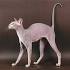 Peterbald Kittens for Sale & Cats for Adoption | Sweetie ...