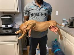 Tamir Jackson (@AgentPopJacks)