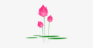 Check spelling or type a new query. Lotus Flower Blossom Bloom Water Lily Lily Lotus Png Transparent Png 366x340 Free Download On Nicepng