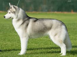 At a minimum, the price of a husky puppy needs to cover a responsible breeder's costs. Siberian Husky Australian Dog Lover