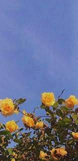 See the handpicked 92 aesthetic blue and yellow wallpaper desktop gallery posted by christopher mercado, share with your friends and social sites. Yellow Aesthetic Aesthetic Blue Flower Nature Plant Sky Sky Aesthetic Hd Mobile Wallpaper Peakpx