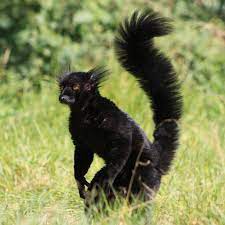 Https Pbs Twimg Com Profile Images 454950462374965248 Ralnhef9 Png Black Animals Animals Wild Primates