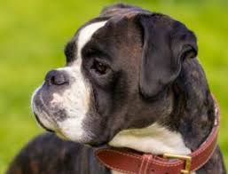 4 Best Boxer Breeders In Florida 2022 We Love Doodles