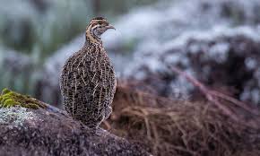 Image result for Sclerochiton vogelii