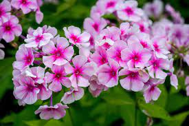 The Phlox Flower Offers Beautiful Flowering Throughout Summer Floraqueen
