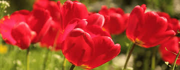 Obituary for Alejo Merced