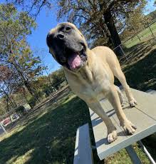 We did not find results for: Fort Campbell Mwr Dog Kennels