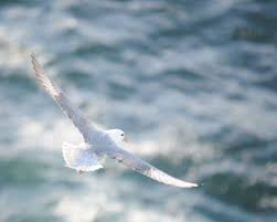 Fulmar From Above Orkney Bird Book Shetland Birds In Flight
