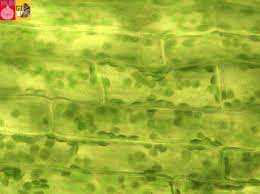 When the energy from the sun hits a chloroplast and the Search In Gallery