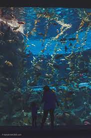 In This Post We Share Tips On What To See At Ripley S Aquarium Of Canada A Popular Attraction In Downtown Toron Ripley Aquarium Toronto Travel Toronto Aquarium