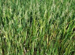 Image result for Avena byzantina