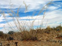 Image result for Stipagrostis uniplumis