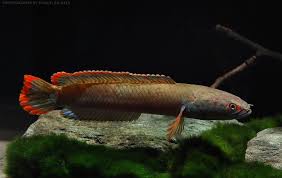 Pin On Asian Freshwater Fish Catalog