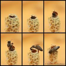 Naissance D Une Reine Vierge En 6 Diapo Abeilles Apiculture Reine D Abeille Rucheansoise Kitemona Bienen Bienenhaltung Honigbiene