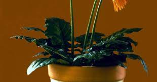 18 Lukisan Bunga Jpg Gambar Alam Menanam Daun Bunga Botani Kuning Flora Download Us 3 81 55 Off H429 Diamond L Lukisan Bunga Lukisan Lukisan Bunga Matahari