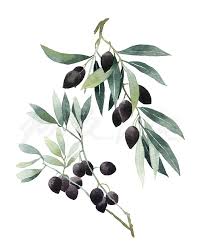 3,357 likes · 30 talking about this · 321 were here. Olive Original Watercolor Leaf Art Botanical Watercolor Garden Art Olive Watercolor Olive Branch Botanical Illustration Leaf Watercolor Painting Art Collectibles Delage Com Br