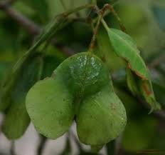 Image result for Hymenocardia ulmoides