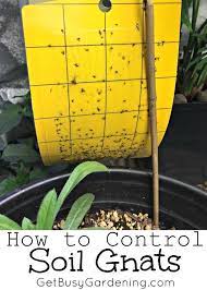 Are There Gnats Flying Around Your Houseplants Those Are Soil Gnats And They Are Probably The Most Common Of All Hous Garden Pests Plants Garden Pest Control