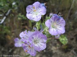 Image result for Tephrosia linearis