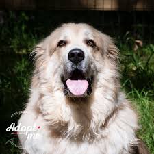 Maybe you would like to learn more about one of these? Dog For Adoption Edgar A Great Pyrenees Mix In Richmond Va Petfinder