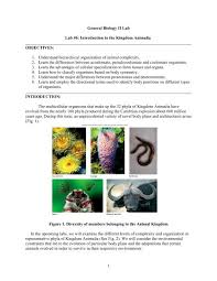 Why do scientists classify animals into groups? Lab 7 Introduction To The Kingdom Animalia