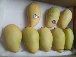 How to plant and grow a mango tree. Grow Your Own Tropical Mangoes In Western Europe And Other Countries With Hard Winters Steemit