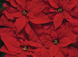 If you are sensitive to the milky, latex sap in the poinsettia you could develop a skin rash. Can Poinsettia Plants Cause A Latex Allergy Reaction Allergy Asthma Network