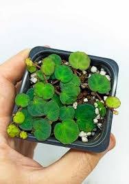 Image result for Loxodera bovonei