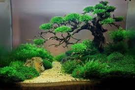 55 Super Aquascapes Aquascape Design Planted Aquarium Aquarium Landscape