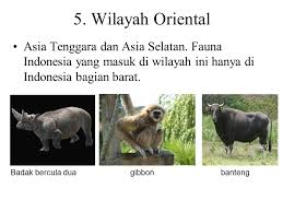 Check spelling or type a new query. 970 Gambar Fauna Kawasan Oriental Gratis Terbaru Gambar Hewan