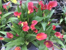Flowers that look like calla lilies. Calla Lilies From Mythology To Your Backyard