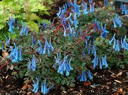 We compiled 41 blue flowers and their care instructions. Favorite Summer Blooming Perennials Hgtv