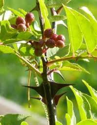 Image result for Zanthoxylum lindense