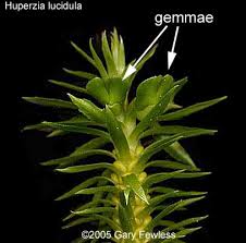 Image result for Huperzia