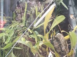 Image result for Bulbophyllum encephalodes