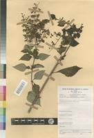 Image result for Ocimum lamiifolium