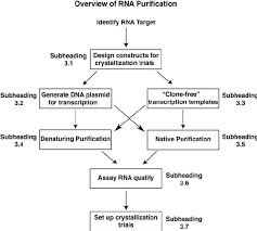 1 Flowchart Of Rna Synthesis Purification And Initial