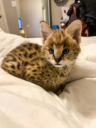 They are 12 weeks old and very friendly. Serval Kitten Aww